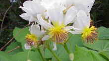 Sparmannia africana