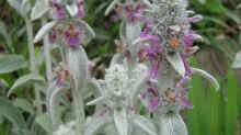 Stachys byzantina