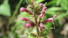 Stachys sylvatica