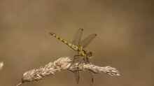 Sympetrum vulgatum