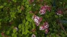 Syringa meyeri