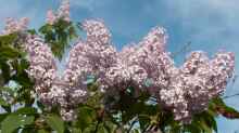 Syringa vulgaris