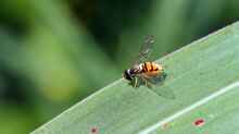 Syrphidae