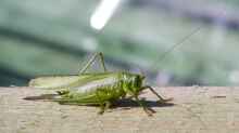 Tettigonia viridissima