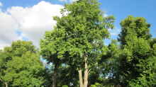 Tilia cordata