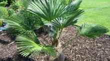 Trachycarpus wagnerianus