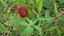 Trifolium incarnatum