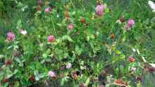 Trifolium pratense