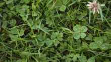 Trifolium repens