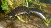 Triturus cristatus