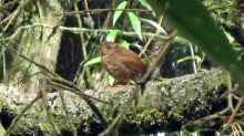 Troglodytes troglodytes