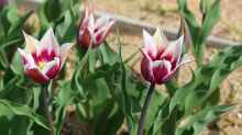 Tulipa