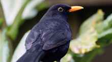 Turdus merula