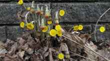 Tussilago farfara