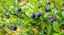 Vaccinium myrtillus