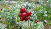 Vaccinium vitis-idaea