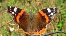 Vanessa atalanta