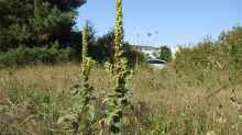 Verbascum thapsus