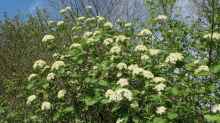 Viburnum lantana