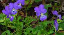 Viola cornuta