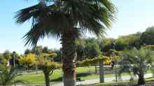 Washingtonia robusta