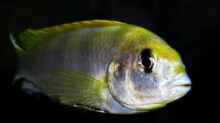 Labidochromis-Arten