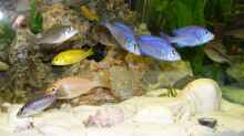 Besatz im Aquarium Becken 11633