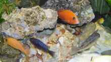 Besatz im Aquarium Becken 11633