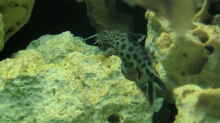 Synodontis multipunctatus