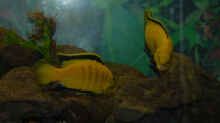 Besatz im Aquarium Malawi