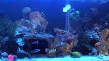 Aquarium Hauptansicht von Becken 13332