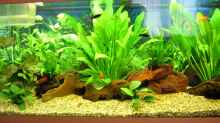 Aquarium Becken 1401