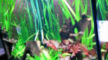 Pflanzen im Aquarium Becken 14329