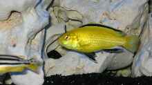 Labidochromis Yellow