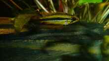 Apistogramma agassizii w.