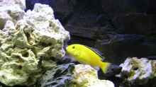 Lb.caeruleus spec. Yellow Weibchen