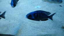 ist auch ein besonderer Placidochromis phenochilus,real Mdoka habe ich noch in keinem