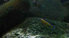 julidochromis regani kipili