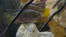 Benitochromis-Arten