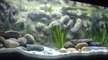 Aquarium Becken 286