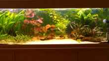 Aquarium Becken 29347