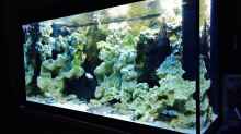 Aquarium Becken 29622