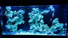 Aquarium Becken 29622