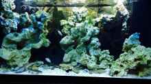 Aquarium Becken 29622