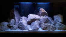 Aquarium Steffen`s Mbunas