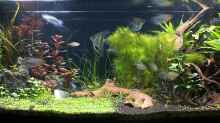 Aquarium Becken 31732