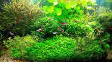 Aquarium mein kleines Amazonas Scape