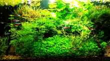 Aquarium mein kleines Amazonas Scape