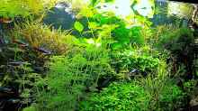 Aquarium mein kleines Amazonas Scape