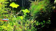 Aquarium mein kleines Amazonas Scape